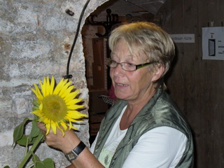 sonnenblume